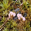 Roze grondschijfje